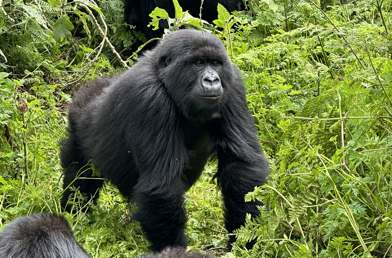 5 Days Gorillas Lake Kivu Tour