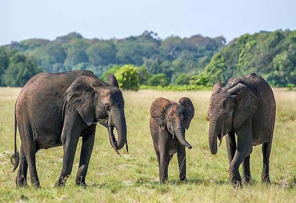 Bwabwata National Park