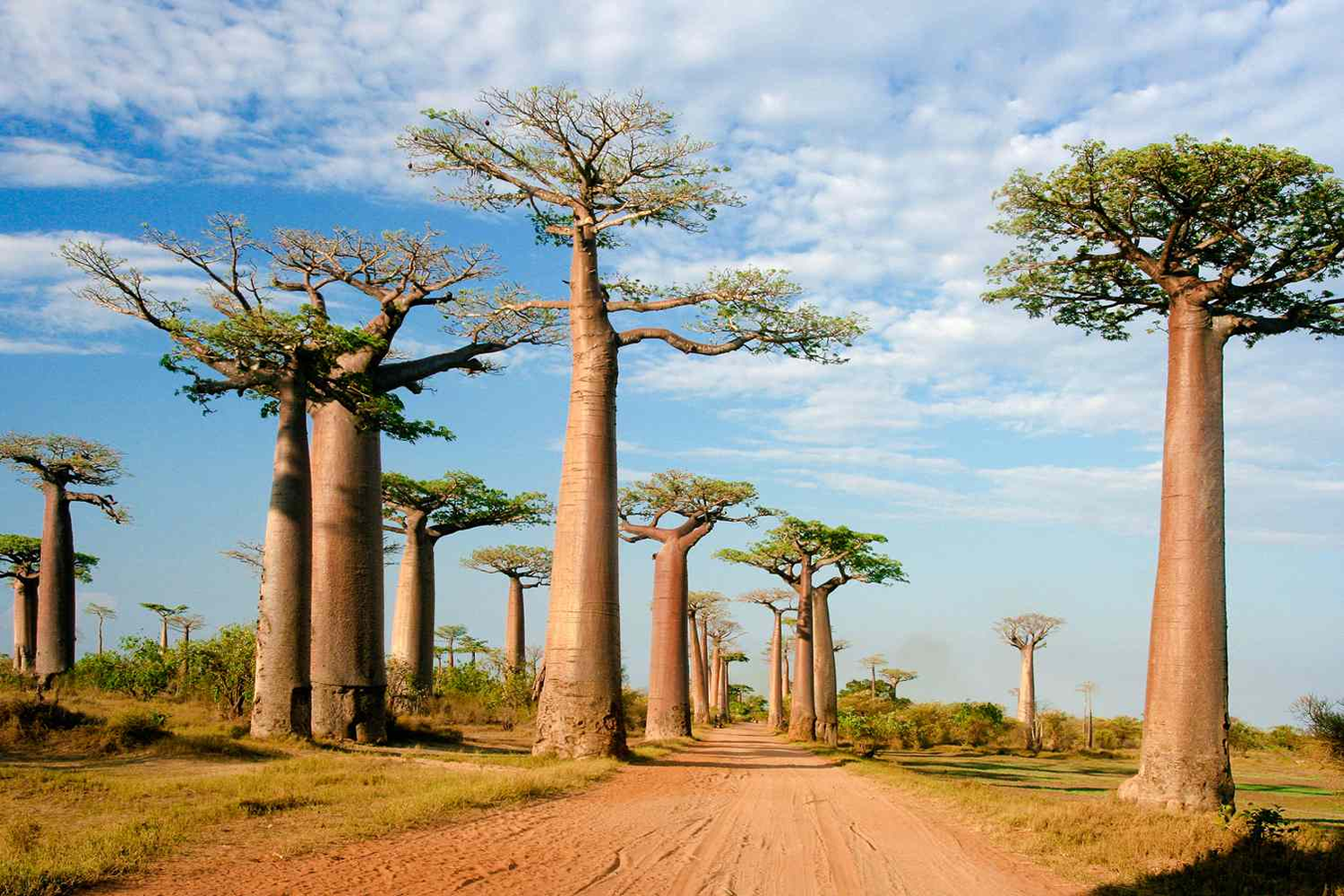 11 Days Madagascar Safari