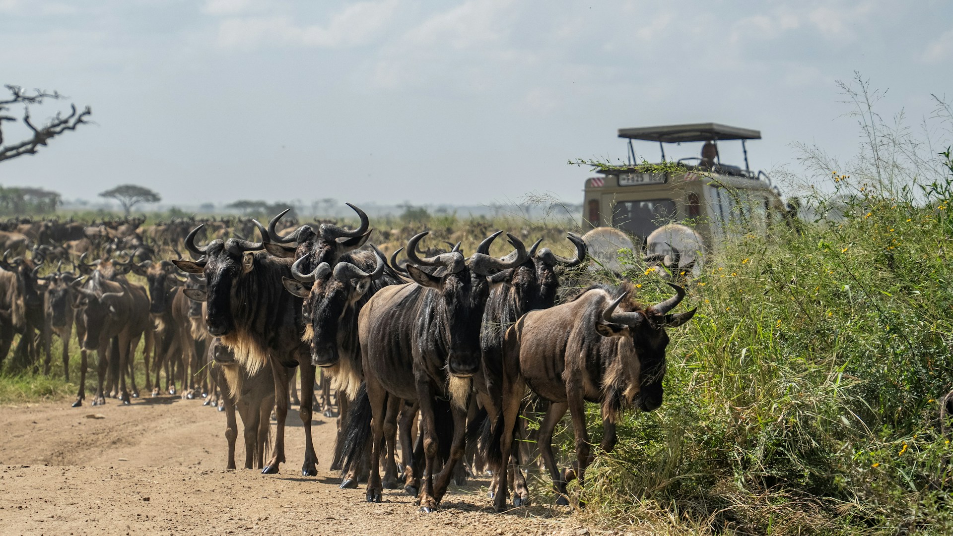 Serengeti National Park.