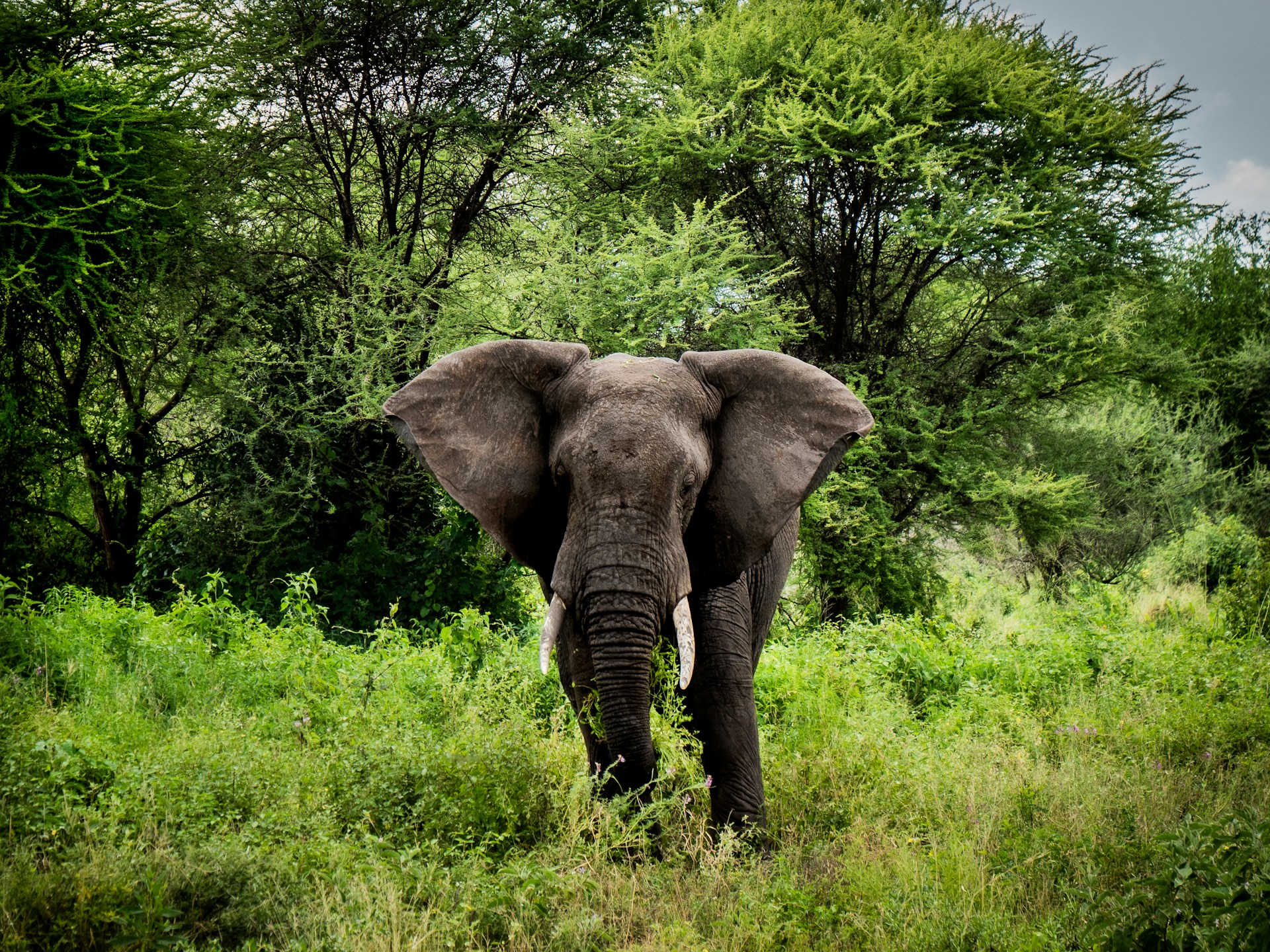 Budget Uganda Safari