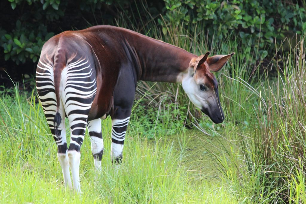 Gorillas Okapi Watching