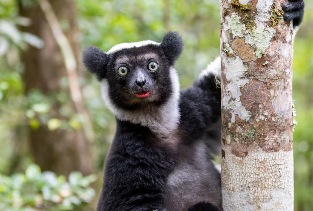14 Days Madagascar lemurs trekking