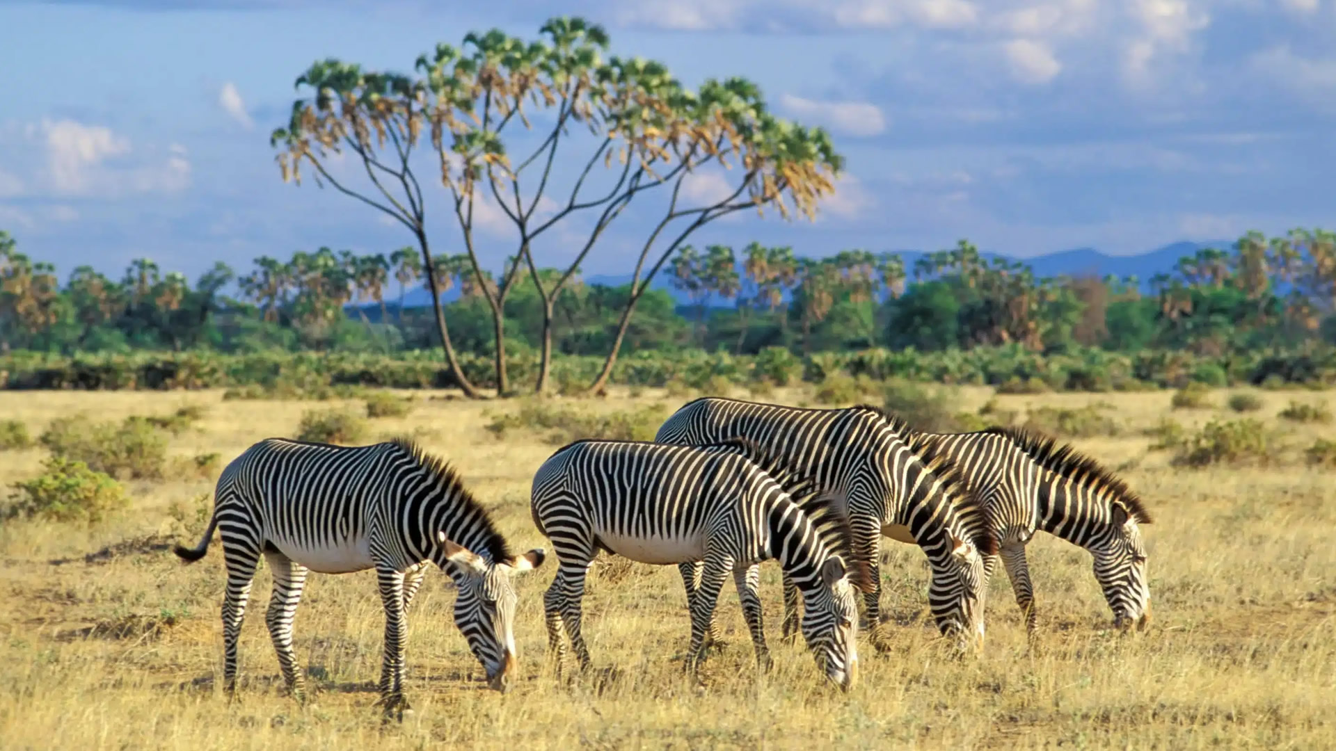 10 Days Kenya Wildlife Safari