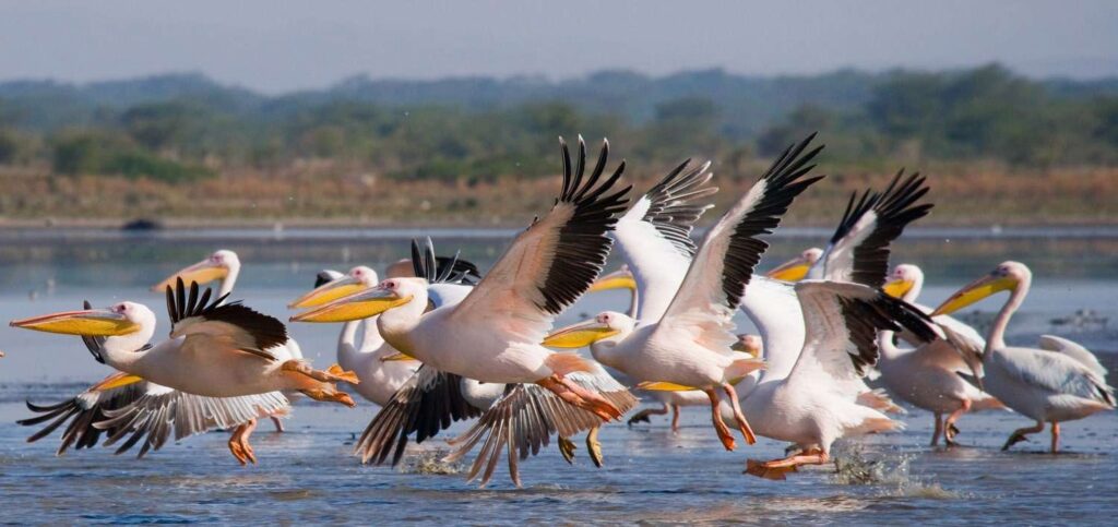 Lake Nakuru National Park