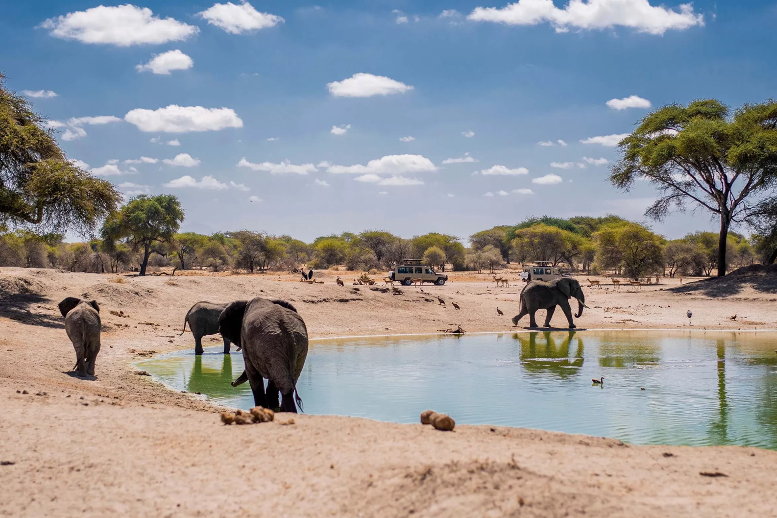Serengeti Flying Safari