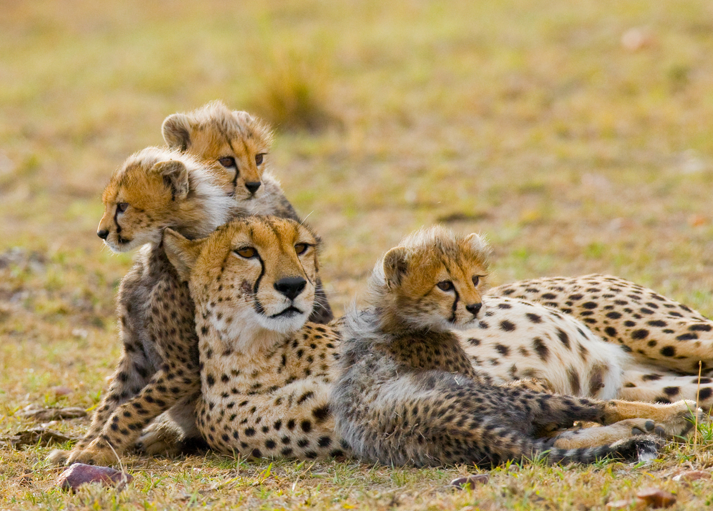 Ultimate Tanzania Safari