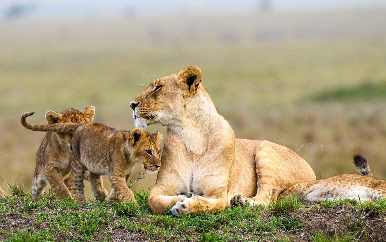 Luxury Tanzania Safari