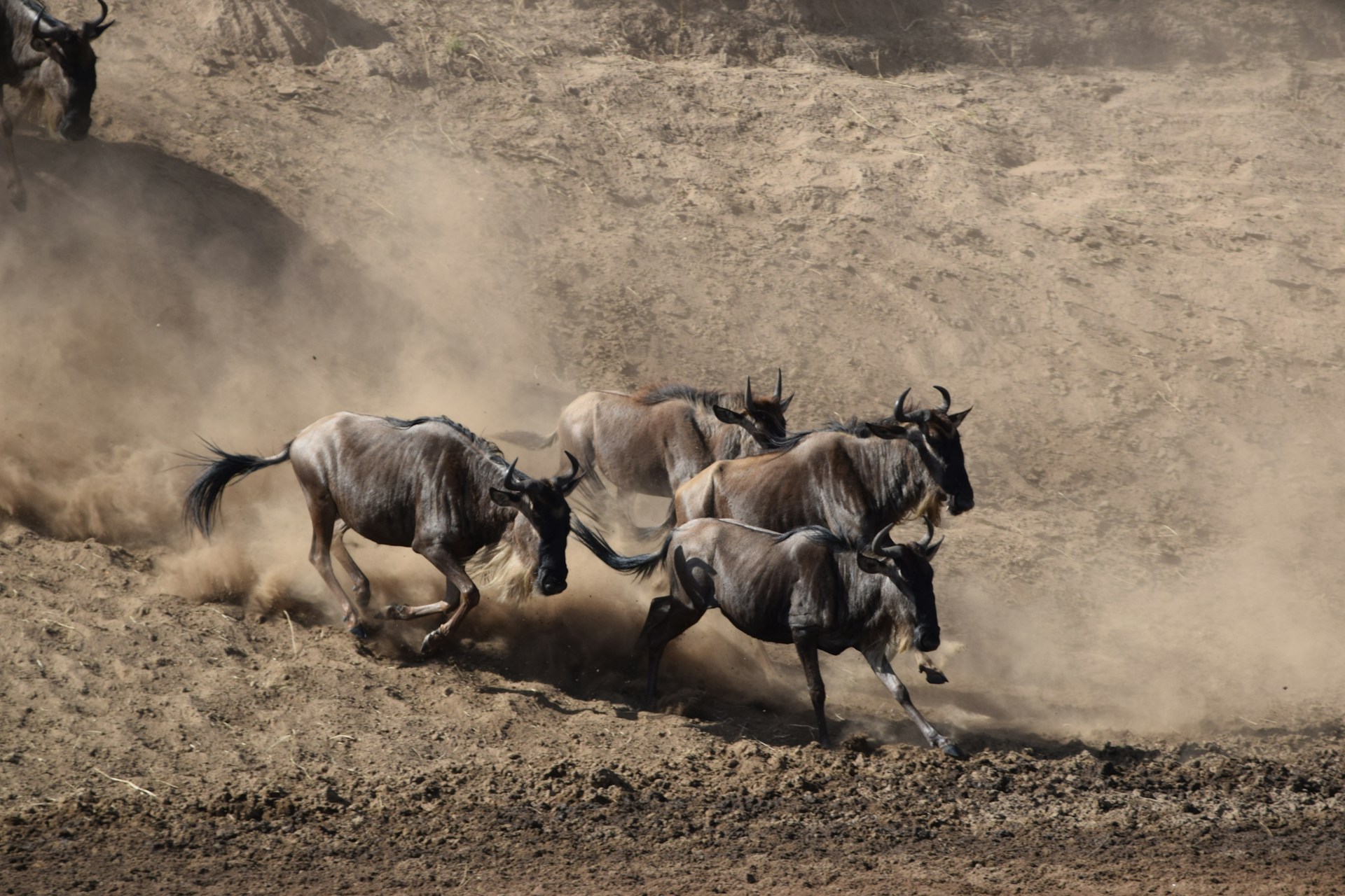 3 Days Kenya Wildebeest Migration Safari – Masai Mara Tour.