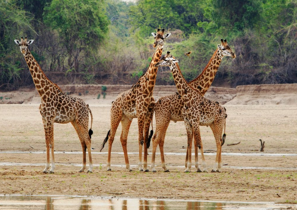 South Luangwa National Park