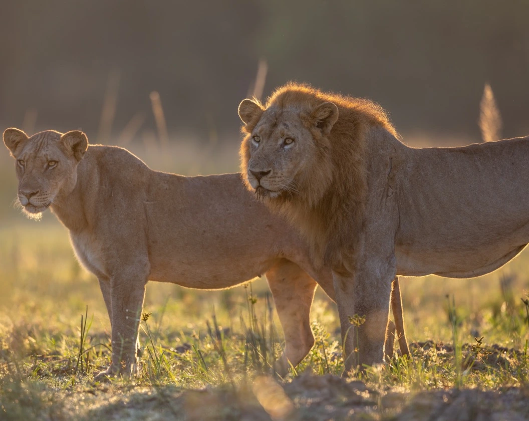 10 Days Zambia Safari Tour