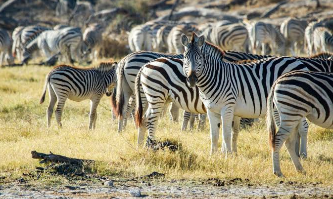 Nxai Pan National Park