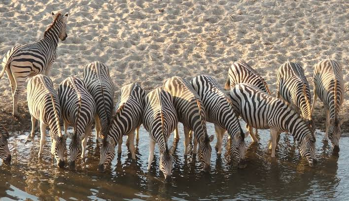 Makgadikgadi Pans National Park