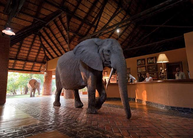 Mfuwe Lodge