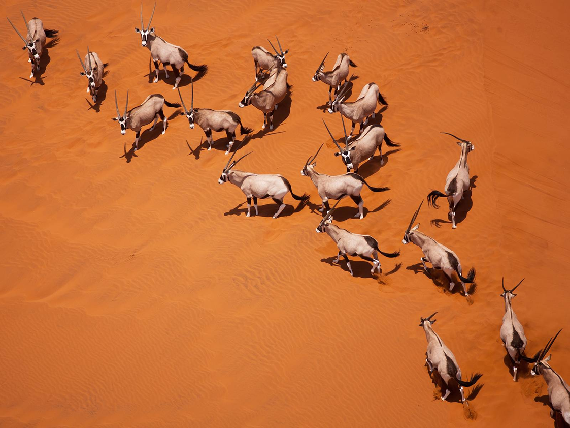 7 Days Namibia dunes and wildlife safari