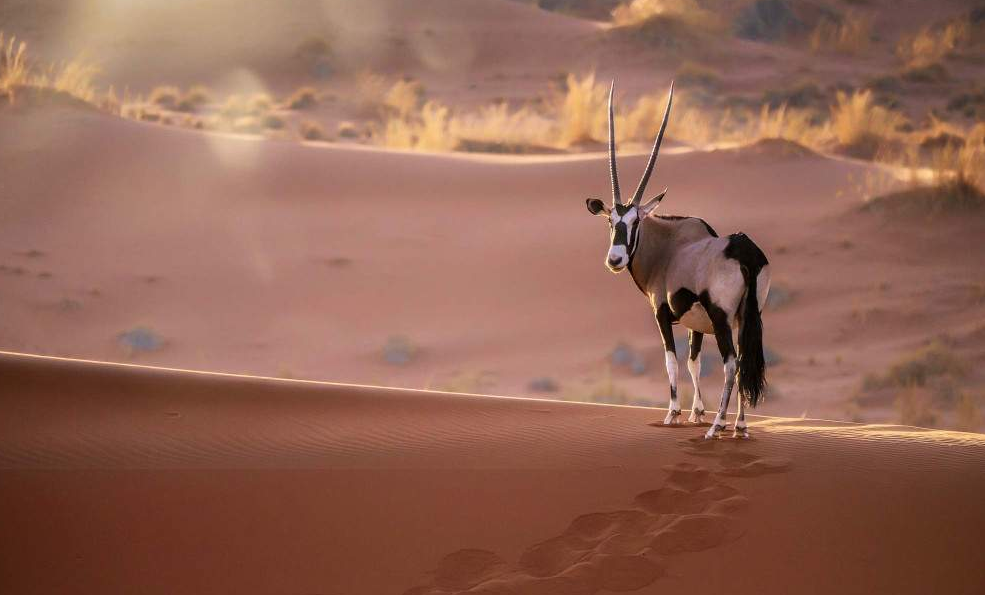 Namib-Naukluft National Park