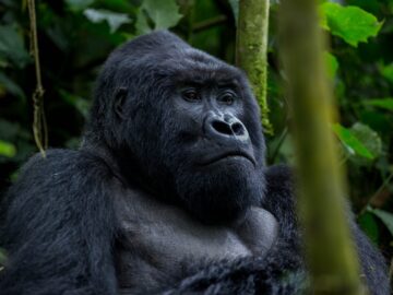Gorilla Trekking