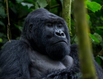 Gorilla Trekking