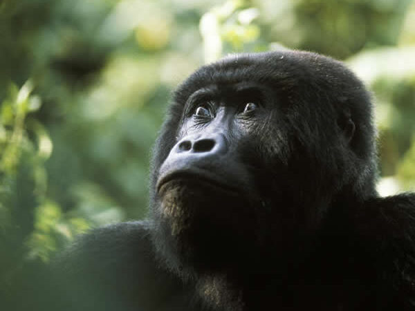 Lowland Gorillas
