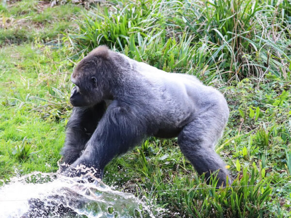 Lowland Gorillas Gorilla Trekking