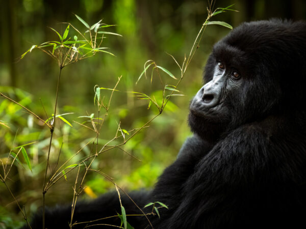 SVNP_WILDLIFE_Gorilla_Sabyinyo_Family_Ross_Couper_27