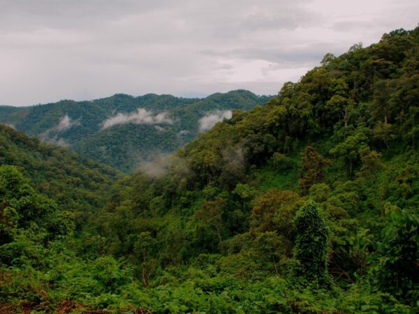 bwindi-forest-2 Primate Expeditions
