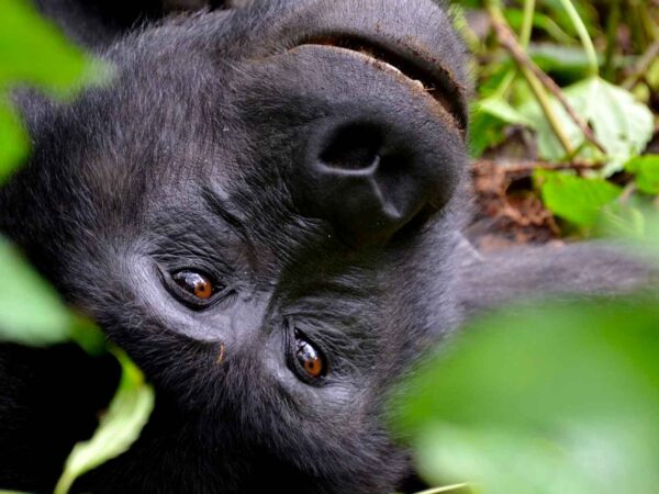 bwindi-impenetrable-national-park