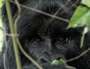 Rwanda Congo Uganda Safari