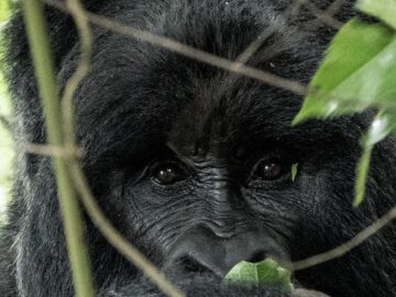 Rwanda Congo Uganda Safari