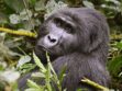 Mountain Gorillas
