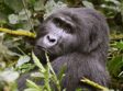 Mountain Gorillas