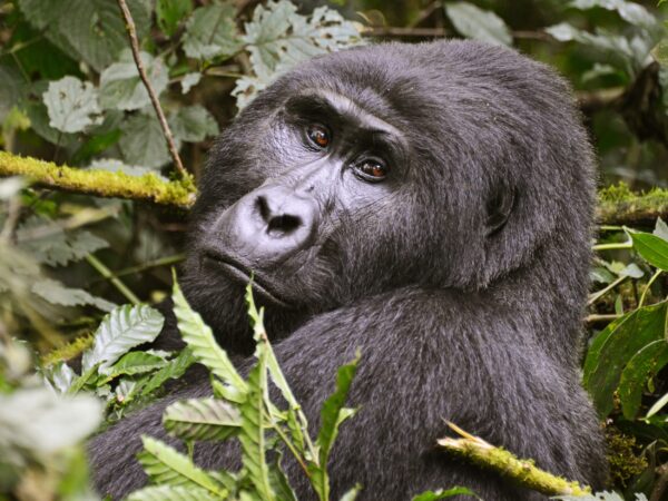 fOTOSOURCE (10) (3) Mountain Gorillas