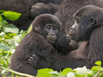 gorilla groups uganda
