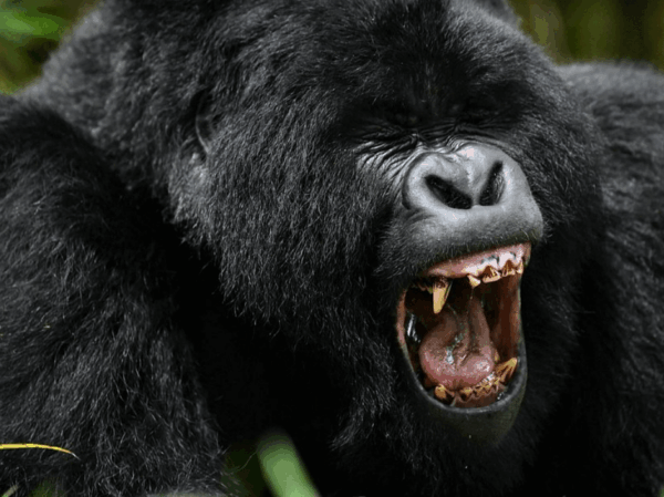 gorilla-habituation-experience-bwindi-forest