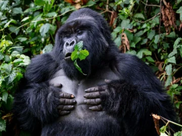 Gorilla Safaris