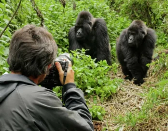 Rwanda Gorilla Safari
