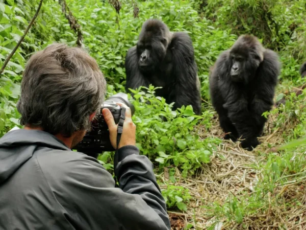 phtographing-gorillas-1200x800 Rwanda Gorilla Safari