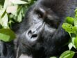Uganda Safaris
