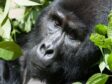 Uganda Safaris